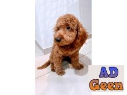 6 Month Old Apricot Toy Poodle